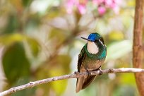 Colibrí ventricastaño (Colibri à ventre châtain) Chirripo - Costa Rica