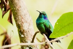 Colibrí oreja violeta menor (Colibri cyanote)_231206_6034-2 null