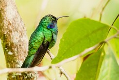 Colibrí oreja violeta menor (Colibri cyanote)_231206_6046-2 null