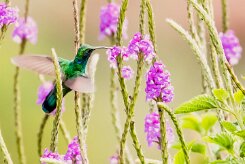 Colibrí oreja violeta menor (Colibri cyanote)_231206_6053-2 null