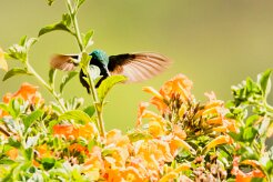 Colibrí oreja violeta menor (Colibri cyanote)_231206_6063-2 null