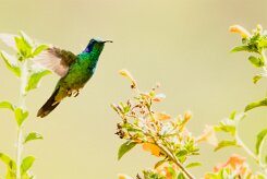 Colibrí oreja violeta menor (Colibri cyanote)_231206_6064-2 null