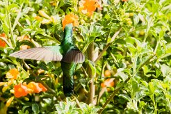 Colibrí oreja violeta menor (Colibri cyanote)_231206_6073-2 null