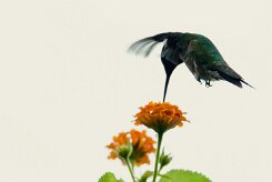 Colibri zémès (Colibrí de Dupont)_231127_4591-2 null