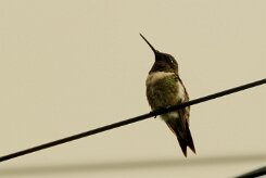 Colibri zémès (Colibri de Dupont)_231123_4324-2 null