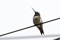 Colibri zémès (Colibri de Dupont) Managua - Nicaragua