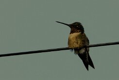 Colibri zémès (Colibri de Dupont)_231129_4776-2 null