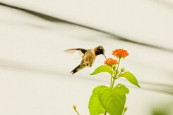 Colibri zémès (Colibri de Dupont)_231130_4817-2 null