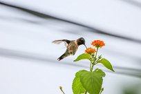 Colibri zémès (Colibri de Dupont) Managua - Nicaragua