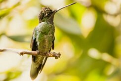 Colibrí magnífico (Colibri de Rivoli)_231206_6036-2 null