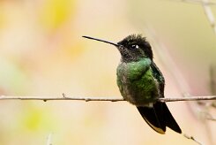 Colibrí magnífico (Colibri de Rivoli)_231206_6085-2 null