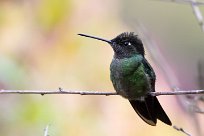 Colibrí magnífico (Colibri de Rivoli) Chirripo - Costa Rica