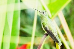 Esmeralda de Elvira (Colibri elvire)_231208_6243-2 null