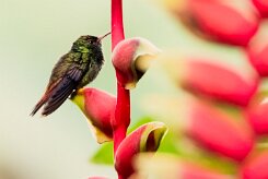Esmeralda de Elvira (Colibri elvire)_231208_6279-2 null