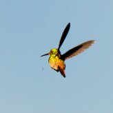 Colibrí verdemar (Colibri thalassin)_231124_4444-2 null