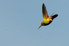 Colibrí verdemar (Colibri thalassin)_231124_4445-2 null