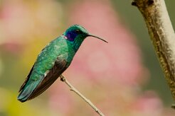 Colibrí verdemar (Colibri thalassin)_231206_6006-2 null