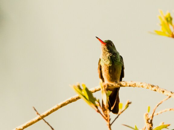Colibri à gorge pourprée