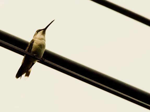 Colibri à gorge rubis