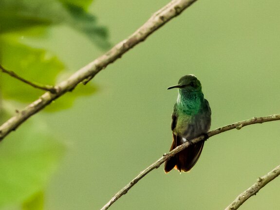 Colibri à queue bronzée