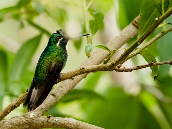 Colibri à ventre châtain