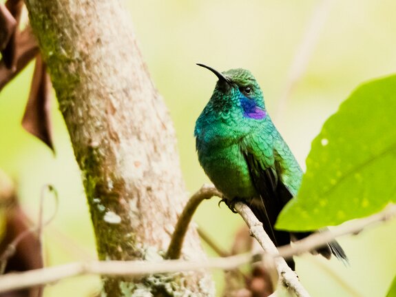 Colibri cyanote