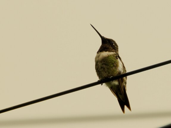 Colibri de Dupont