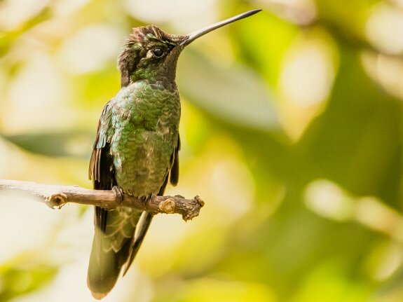 Colibri de Rivoli