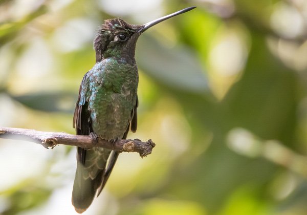 Colibri de Rivoli