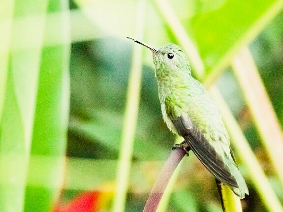 Colibri elvire