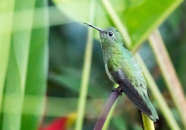 Colibri elvire