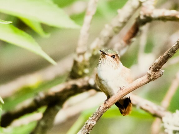 Colibri scintillant