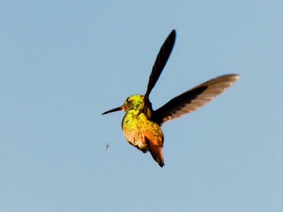 Colibri thalassin