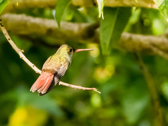 Trochilidés (Colibris)