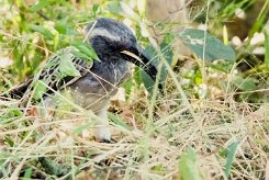 African Grey Hornbill (Calao à bec noir)_7D2_1471 null