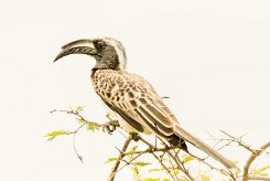 African Grey Hornbill-(Calao à bec noir)_737A5304 null