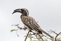 african grey hornbill (Calao à bec noir) Etosha