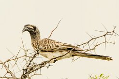 African Grey Hornbill-(Calao à bec noir)_737A5307-2 null