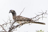 african grey hornbill (Calao à bec noir) Etosha