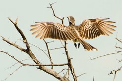 African Grey Hornbill-(Calao à bec noir)_737A5397 null