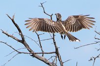 african grey hornbill (Calao à bec noir) Etosha