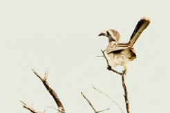 African Grey Hornbill-(Calao à bec noir)_737A5398 null