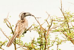 African Grey Hornbill-(Calao à bec noir)_737A5404-2 null