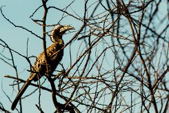 African Grey Hornbill-(Calao à bec noir)_737A5700-2 null