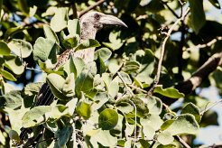 African Grey Hornbill-(Calao à bec noir)_737A5708 null