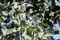 african grey hornbill (Calao à bec noir) Waterberg