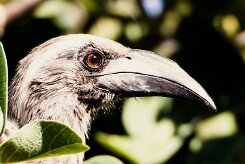 African Grey Hornbill-(Calao à bec noir)_737A5709 null
