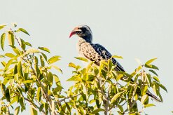 African grey hornbill (Calao à bec noir)-737A0659-2 null