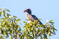 African grey hornbill (Calao à bec noir) Waterberg - Namibie