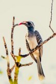 African grey hornbill (Calao à bec noir)-737A0668-2 null